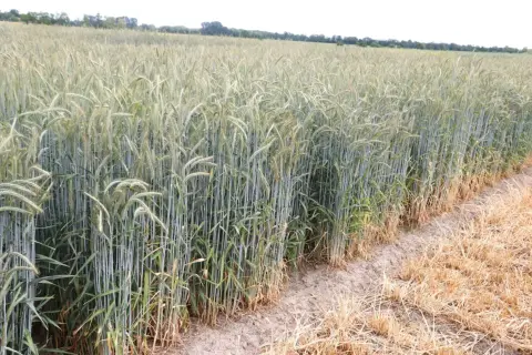 Zielone łodygi żyta jarego pną się ku niebu, tworząc gęsty, falujący dywan. Na skraju pola widać suche, pożółkłe źdźbła.