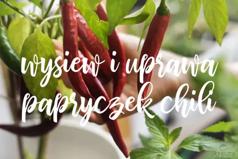 Czerwone i zielone papryczki chili zwisają z gałązek. Napis głosi "wysiew i uprawa papryczek chili".