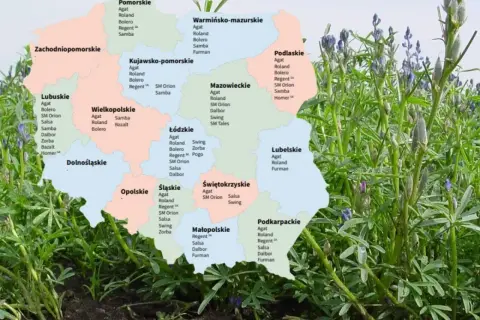 Mapa Polski z zaznaczonymi odmianami łubinu gorzkiego, np. Agat, Roland, Bolero, Regent, Samba, Salsa, Dalbor, Zorba, Bazalt, Furman, Pogo, Swing, SM Orion, SM Tales, Homer.
