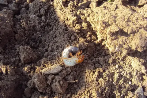 Biała, pękata larwa chrząszcza z pomarańczową głową, zwinięta w kłębek na wilgotnej ziemi.