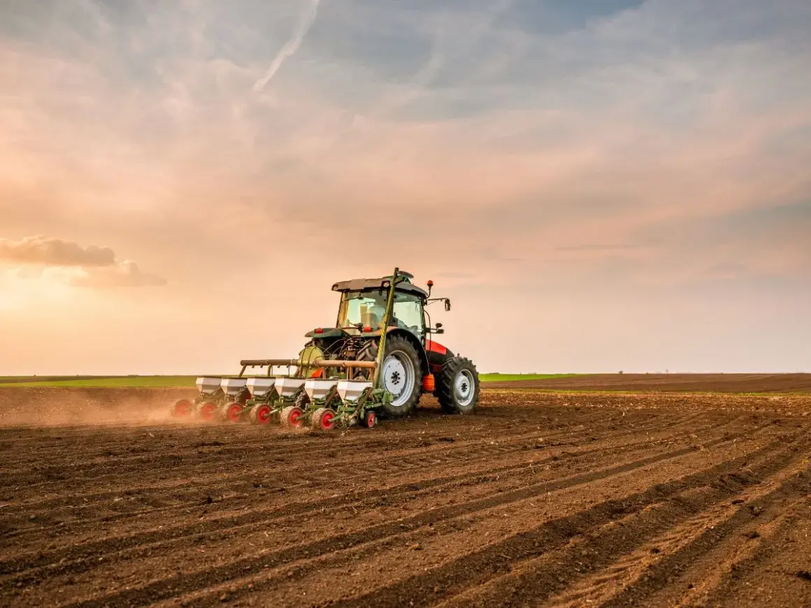 Traktor sieje rzepak na polu. Wschodzące słońce maluje niebo na pomarańczowo, tworząc malowniczy krajobraz.