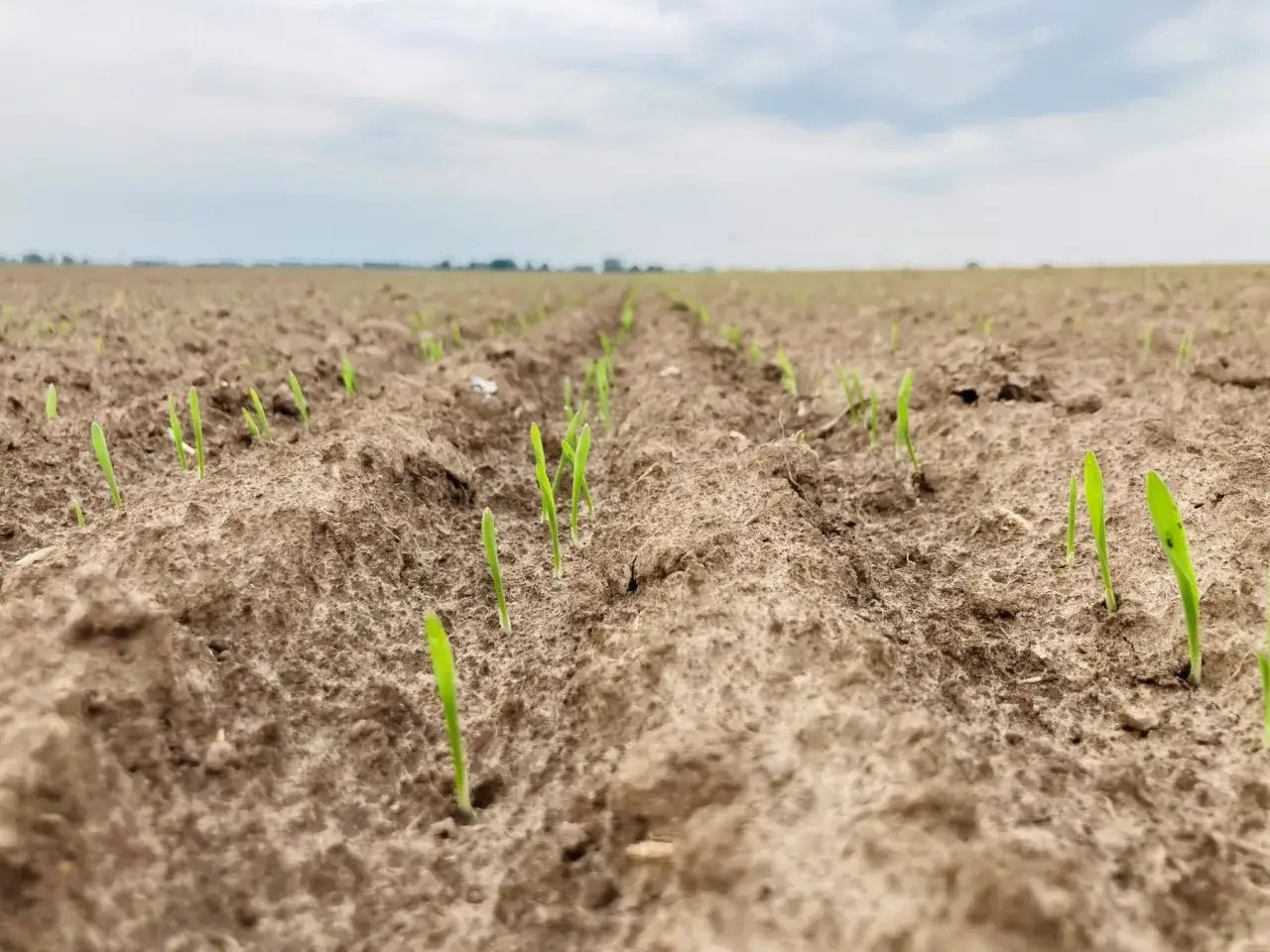 Młode pędy wyki na poplonie wschodzą na polu, zapowiadając obfite plony.