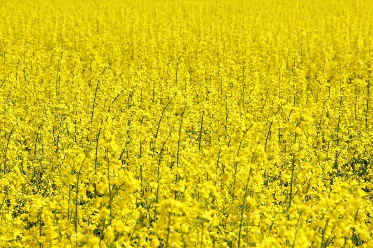 Morze ż&oacute;łtych kwiat&oacute;w, gdzie rzepik i rzepak tworzą malowniczy krajobraz.