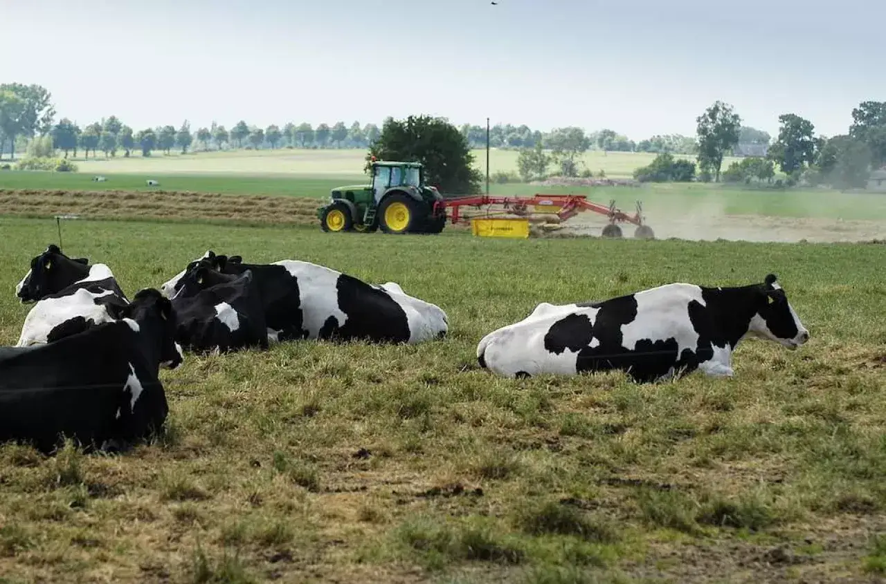 Krowy odpoczywają na łące pełnej cennego trawy pastewnej rajgras, podczas gdy traktor zbiera siano.