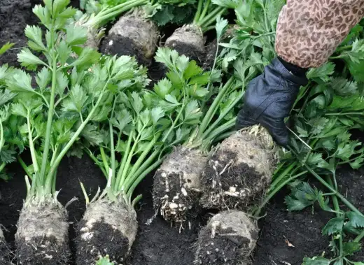 Czy seler korzeniowy może zimować w gruncie? Sprawdź