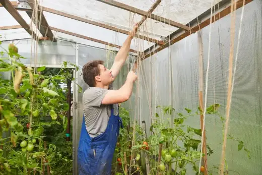 Sadzenie pomidorów w tunelu krok po kroku