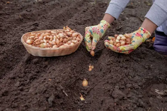 Cebula dymka od sadzenia do zbioru. Prosty plan uprawy