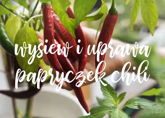 Papryka chili w ogrodzie i donicy - uprawa krok po kroku